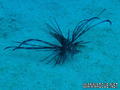 foto de buceo