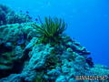foto de buceo