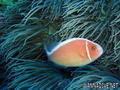 foto de buceo