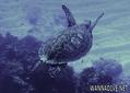 foto de buceo