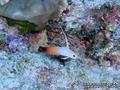 foto de buceo
