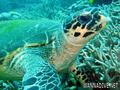 foto de buceo