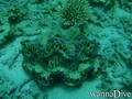 foto de buceo