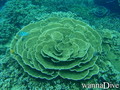 foto de buceo