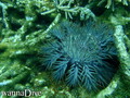 foto de buceo