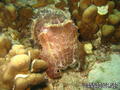 foto de buceo