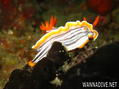 foto de buceo