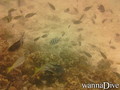 foto de buceo