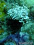 foto de buceo