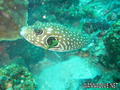 foto de buceo