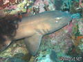 foto de buceo