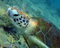 foto de buceo