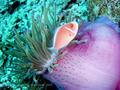 foto de buceo