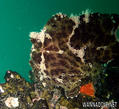 foto de buceo