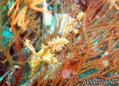 foto de buceo