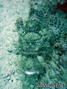 foto de buceo