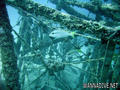 foto de buceo