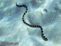 foto de buceo