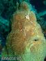 foto de buceo