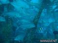 foto de buceo