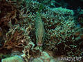 foto de buceo