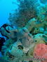 foto de buceo