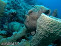 foto de buceo