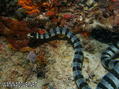 foto de buceo