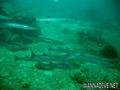 foto de buceo