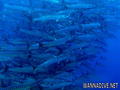 foto de buceo