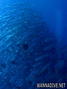 foto de buceo