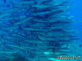 foto de buceo