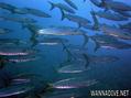 foto de buceo