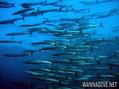 foto de buceo