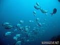 foto de buceo