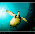 foto de buceo