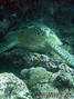 foto de buceo