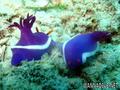 foto de buceo