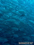 foto de buceo