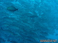 foto de buceo
