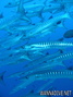 foto de buceo