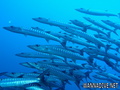 foto de buceo