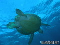 foto de buceo