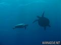 foto de buceo
