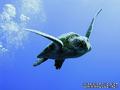 foto de buceo