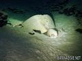 foto de buceo