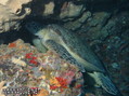 foto de buceo