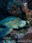 foto de buceo