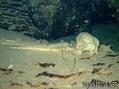 foto de buceo