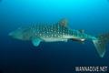 foto de buceo